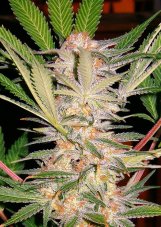 SAD - Feminized Seeds 3 pcs Sweet Seeds