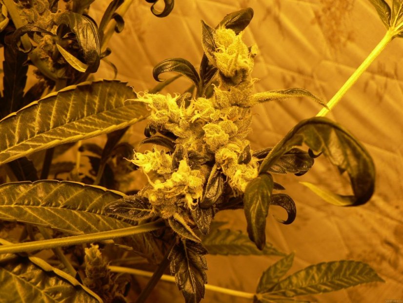 Liberty Haze - feminisierte Samen 10 Stück Barney's Farm