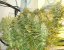 Strawberry Cough - feminizované semená 5 ks, Dutch Passion