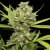 Pineapple Chunk - Nasiona Feminizowane 5 szt. Barney Farms