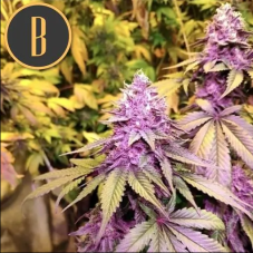 BlimBurn Seeds Gelato feminizovaná semena