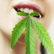Hemp Cosmetics and Oils from Marijuana (Medicinal Cannabis)