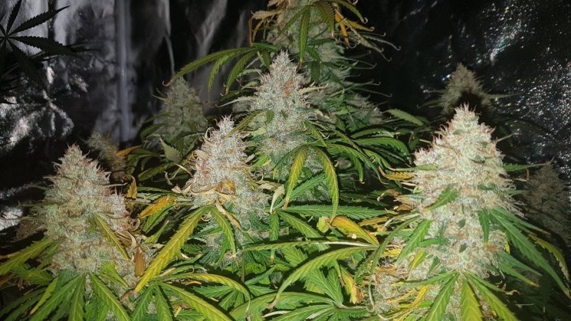 Big Bud samonakvétací semena 3 ks Seedstockers