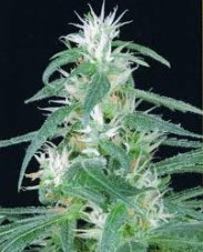Arjan 's Ultra Haze N.1 5 ks (Indoor), feminizované semená Green House Seeds