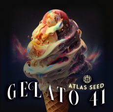 Gelato 41 - feminizowane nasiona marihuany, 5 sztuk Atlas Seed