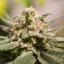 CBD Critical Cure - feminizovaná semínka 3 ks Barney´s Farm