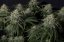 Gorilla Cookies FF - feminizowane nasiona marihuany 3 szt Fast Buds