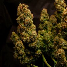 Cali Crasher - feminizovaná semena 3 ks, Doctor's Choice