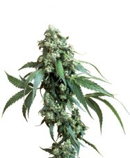 Jack Flash - Nasiona 10 sztuk standardowych Sensi Seeds