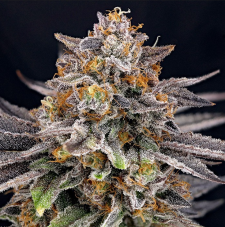 Ripper Seeds CandyGaz feminizované semená