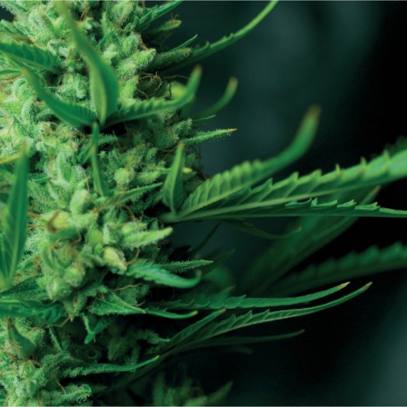 Night Queen  – feminizovaná semínka 5 ks Dutch Passion