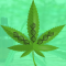 Genotype vs. Phenotype. Introduction to Cannabis Genetics