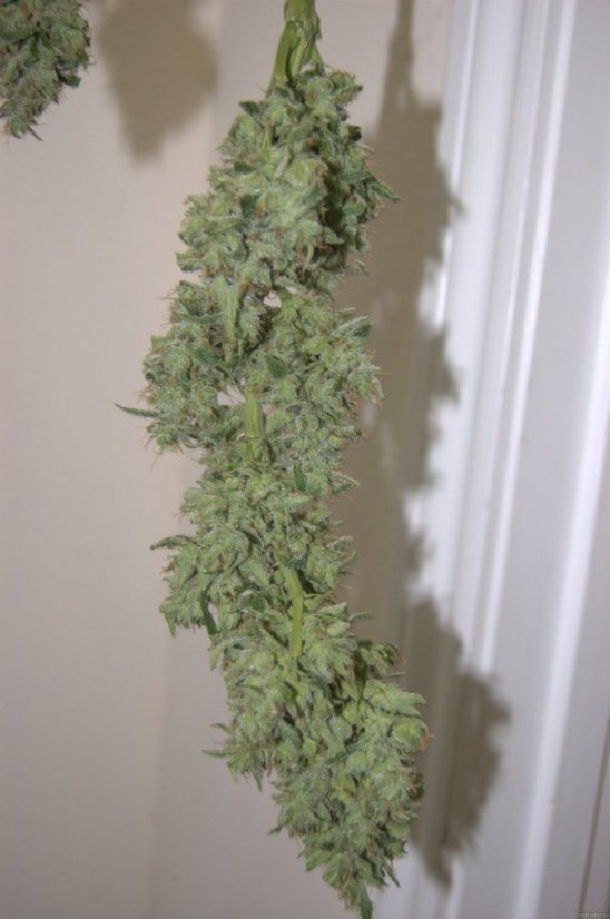 Pineapple Chunk – feminizovaná semínka 10 ks Barney's Farm