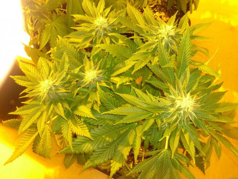 White Widow - 10 feminizowanych nasion Dinafem