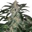 Deimos Auto - feminizované semená, 3 ks, Buddha Seeds