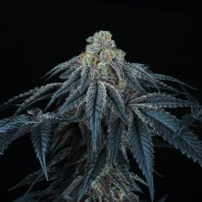 Perfect Tree Seeds Puff Mints nasiona feminizowane