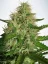 Cannabis Light - feminizovaná semienka 5ks Ministry of Cannabis