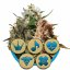Medical Mix - Feminized Seeds 3pcs Royal Queen Seeds