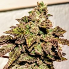 Holy Smoke Seeds London Cookies regulérní semena