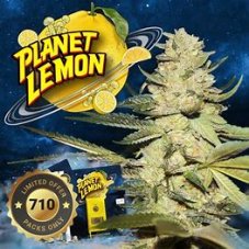 T.H. Seeds Planet Lemon nasiona feminizowane