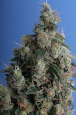T.H. Seeds Kushage Feminized Seeds