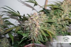 Auto Glueberry OG® - selbstblühende Samen 7 Stück Dutch Passion