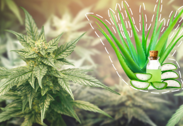 Aloe vera: Tajná zbraň při pěstování a hnojení konopí – Kompletní průvodce pro úspěšnou sklizeň