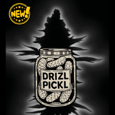 Seedstockers Drizl Pickl Auto samonakvétací semena