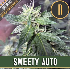 BlimBurn Seeds Sweety Auto automaticky kvetoucí semena