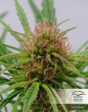 ComPassion® - feminisierte 10ks Dutch Passion Seeds