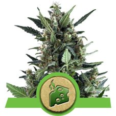 Blue Cheese - fem. and 5ks Royal Queen Seeds