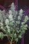 Pineapple Express Auto - automatycznie kwitnące nasiona marihuany 3 szt Fast Buds