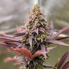 Ethos Genetics Punchberry Cookies RBX Feminized Seeds