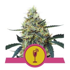 Mimosa - feminizované semienka 3 ks, Royal Queen Seeds