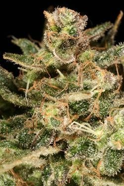 Atomical Haze - feminisierte Samen 3 Stück Paradise Seeds