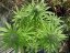 Skunk Kush - 10 феминизирани семена Sensi Seeds
