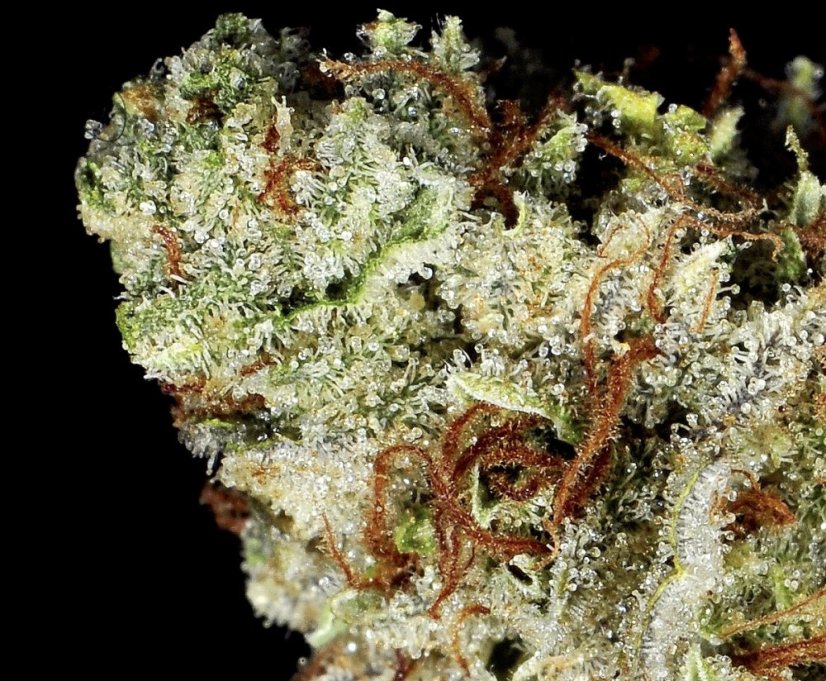 Bubba Kush 2 - feminizovaná semienka 3ks Humboldt