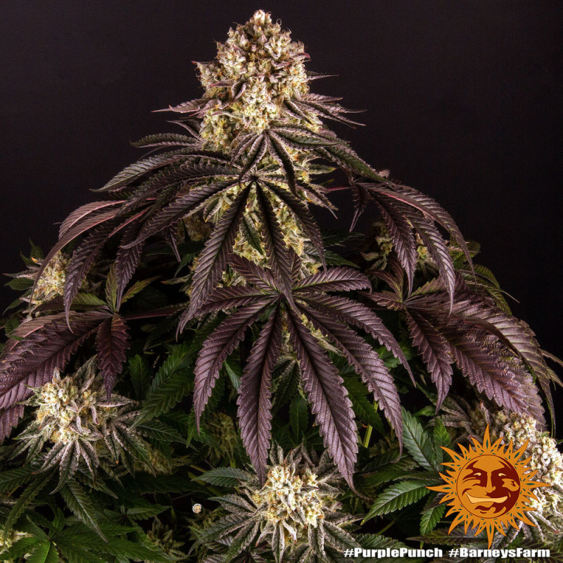 Purple Punch - feminizovaná semena marihuany 5 ks Barney´s Farm