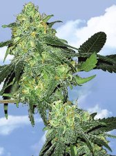 Flying Dutchmen Skunk Classic Feminized Seeds