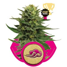 Blue Mystic - 3 sztuki feminizowanych nasion Royal Queen Seeds