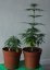 Northern Lights N.5 x Haze 10 ks štandardizované feminizované semená Sensi Seeds