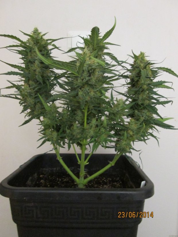 Ice Cool Auto - feminisierte und selbstblühende Samen 3 Stück Sweet Seeds