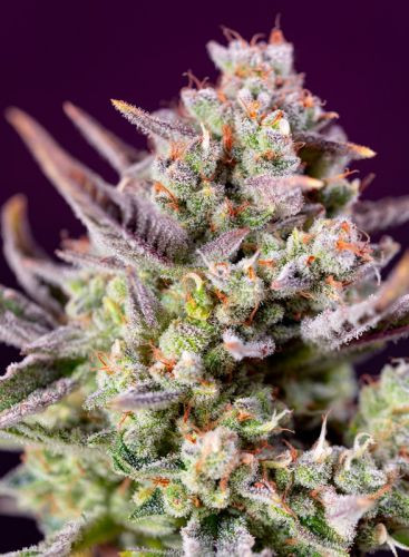 Sweet Zenzation XL Auto - feminisierte Samen 3 Stück Sweet Seeds