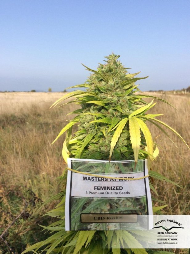 CBD Kush®- gefeminiseerde zaden 5 stuks Dutch Passion