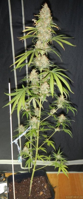 Utopia Haze – feminizovaná semínka 5 ks Barney's Farm