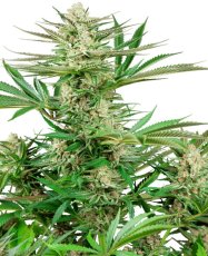 Malibu OG Gold - gefeminiseerde cannabis zaden 5 stuks, Sensi Seeds