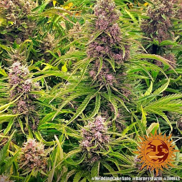 Wedding Cake Auto - feminisierte Samen 10 Stück, Barney's Farm