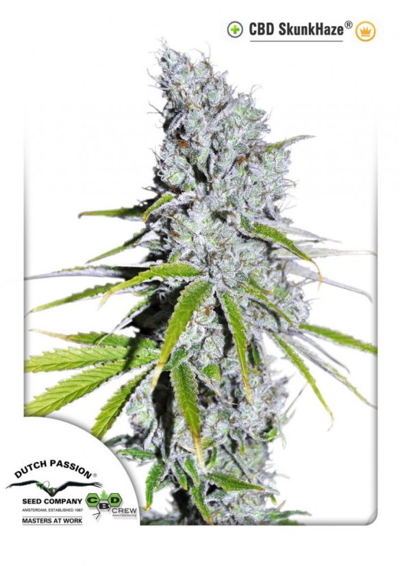 CBD Skunk Haze®- feminizované semínka 3 ks Dutch Passion