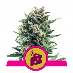 Blue Cheese - feminized seeds 10 pcs Royal Queen Seeds
