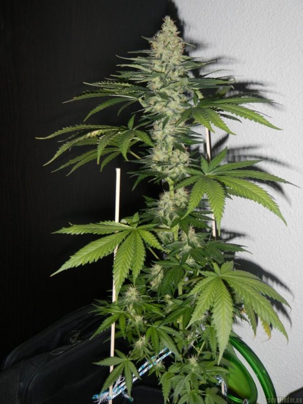 Utopia Haze - feminisierte Samen 10 Stück Barney's Farm